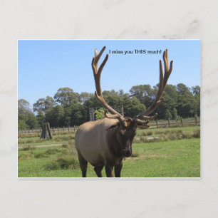 Lonesome Bull Elk postcard