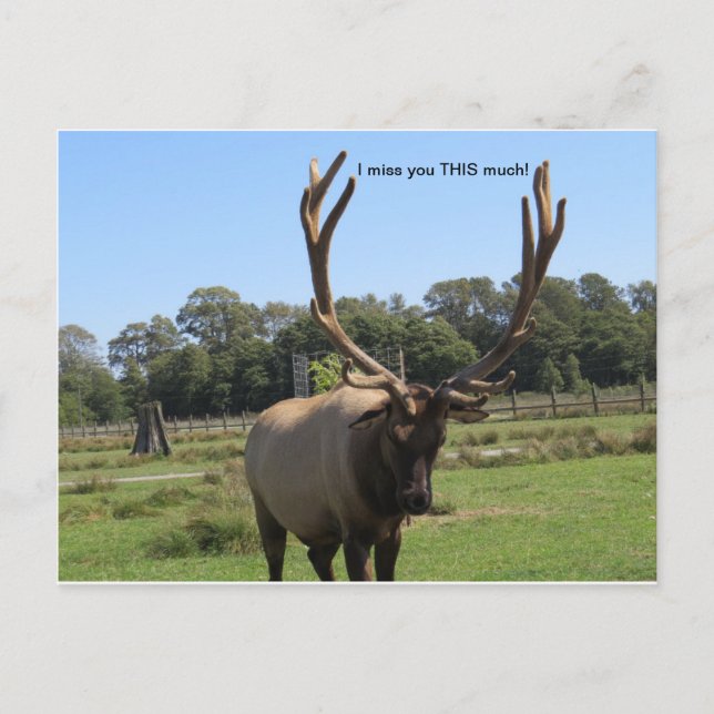 Lonesome Bull Elk postcard (Front)