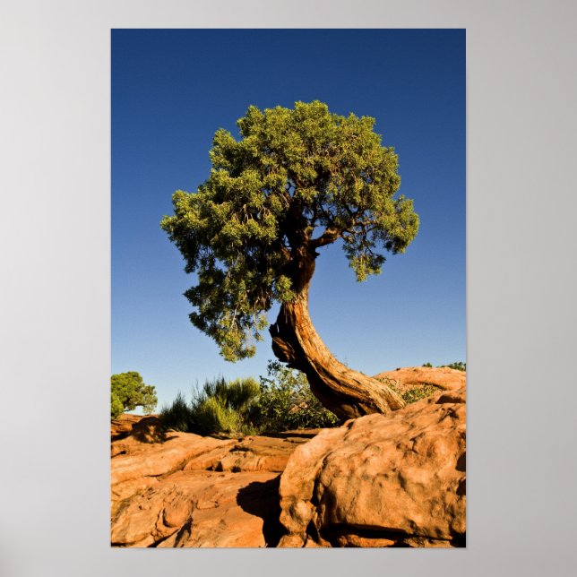 Lonesome Cedar, Deadhorse Point State Park, Poster (Front)