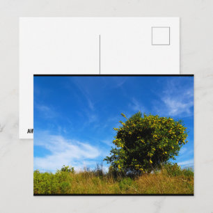 Lonesome Mandarin Tree Postcard