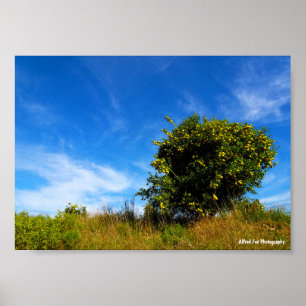 Lonesome Mandarin Tree Poster