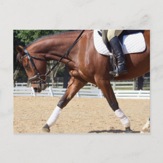 Long and Low Postcard