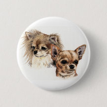 Long and smooth coat chihuahuas