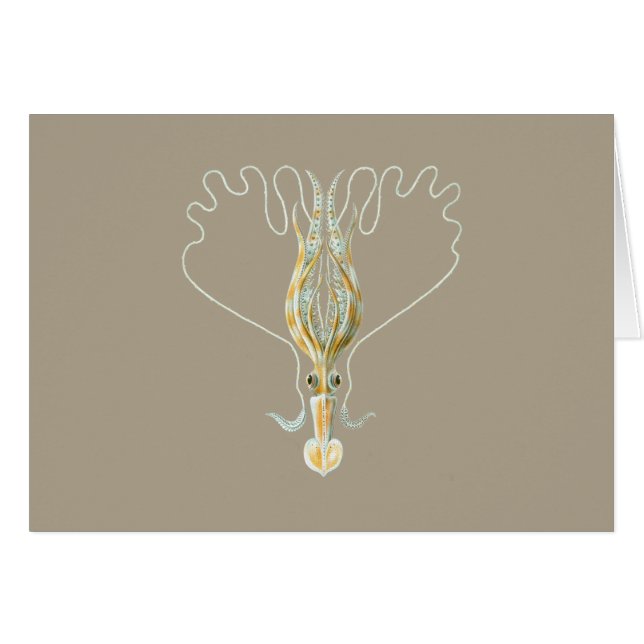 Long-armed Squid (Front Horizontal)