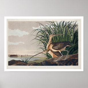 Long-billed Curlew by Audubon Poster