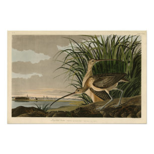 Long-billed Curlew from Audubon's Birds of America Photo Print
