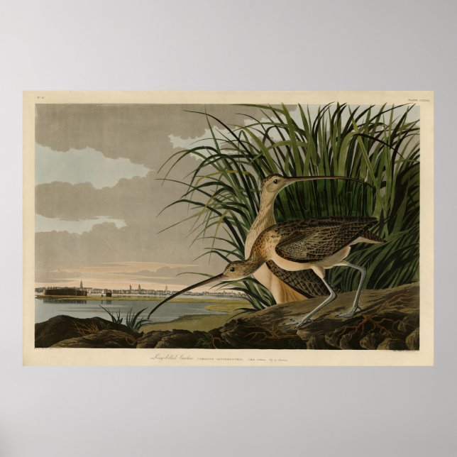 Long-billed Curlew from Audubon's Birds of America Poster (Front)