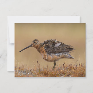 Long-billed Dowitcher Postcard