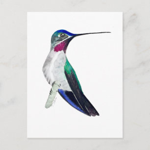 Long-billed Starthroat Hummingbird  Postcard