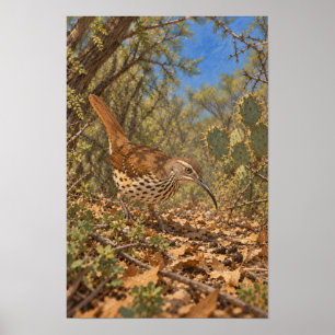 Long-billed Thrasher – South Texas Thornscrub Bird Poster