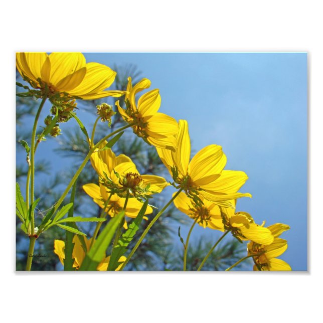 Long Bracted Tickseed Sunflower Wildflower Photo Print (Front)