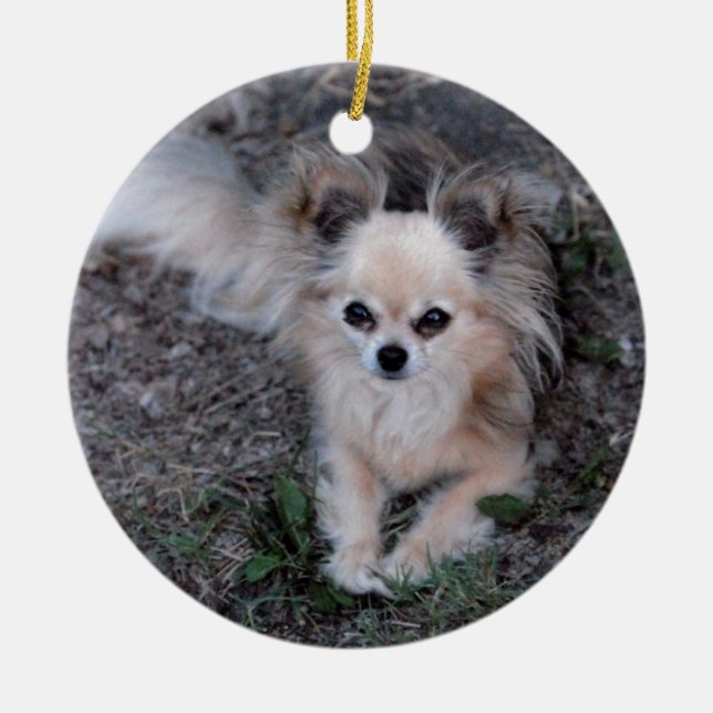 Long Coat Chihuahua Ceramic Tree Decoration (Front)