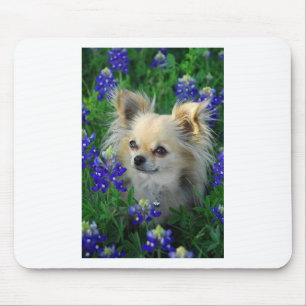 Long Coat Chihuahua in Blue Bonnets Mouse Mat
