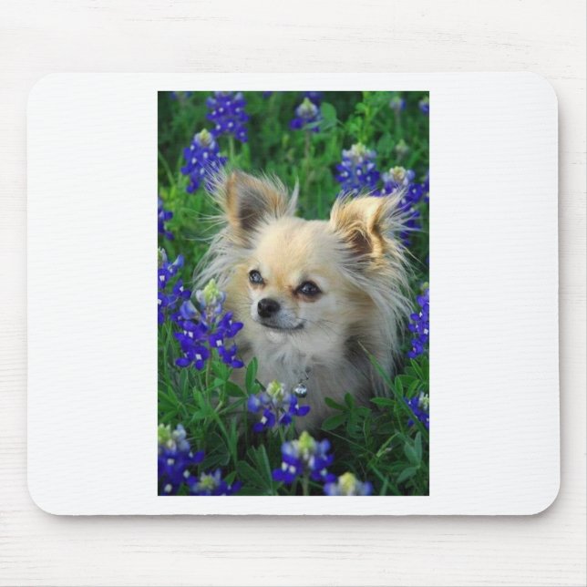 Long Coat Chihuahua in Blue Bonnets Mouse Mat (Front)