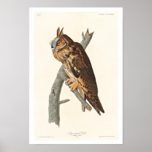 Long-eared Owl by Audubon Poster