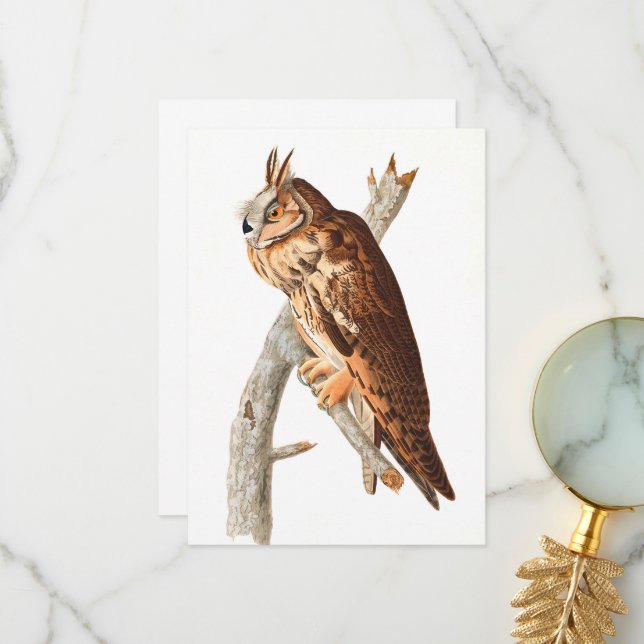 Long Eared Owl by John James Audubon Thank You Card (Front/Back In Situ)