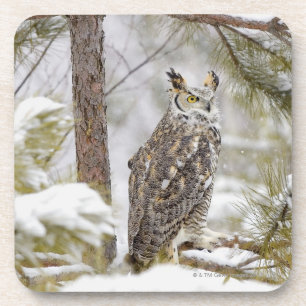 Long eared owl coaster
