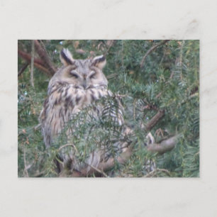 Long-eared Owl DIY Postcard