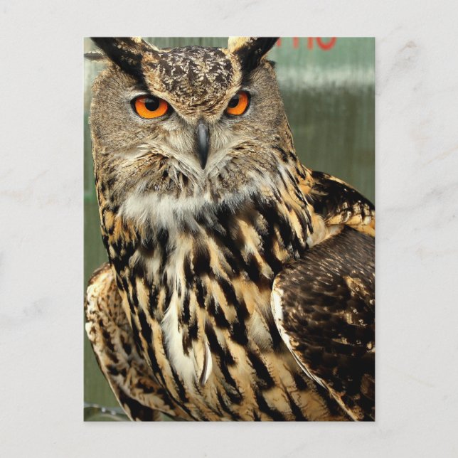 Long Eared Owl Postcard (Front)