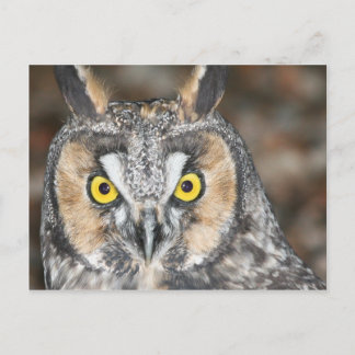 Long-eared Owl Postcard