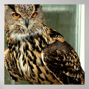 Long Eared Owl Poster