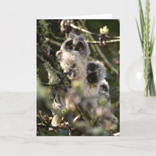 Long eared owls card