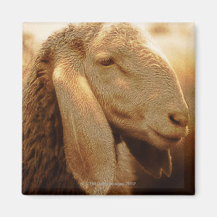 Long Eared Sheep Dolomites, Italy Magnet