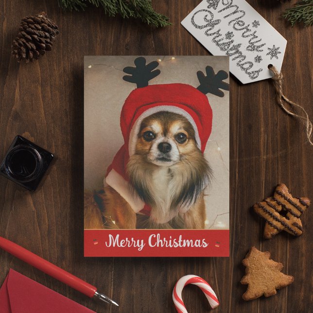 Long Hair Chihuahua Pet Funny Cute Dog Christmas Holiday Card (Front)