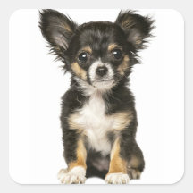 Brown White Chihuahua Dog Gifts Gift Ideas Zazzle Uk