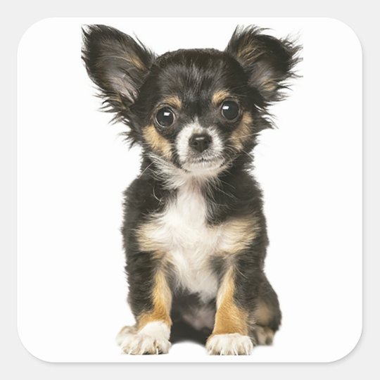 Long Hair Chihuahua Puppy Dog Black Brown White Square Sticker Zazzle Co Uk
