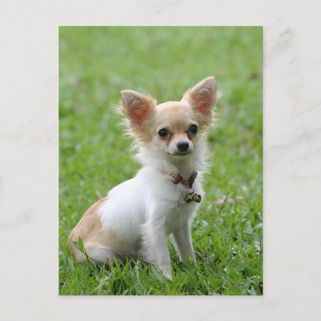 Long Hair Chihuahua Puppy Dog Post Card (Front)