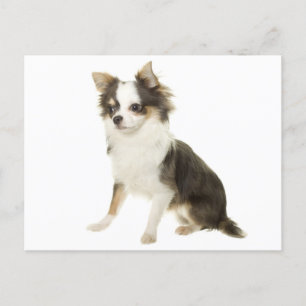 Long Hair Chihuahua Puppy Dog Post Card