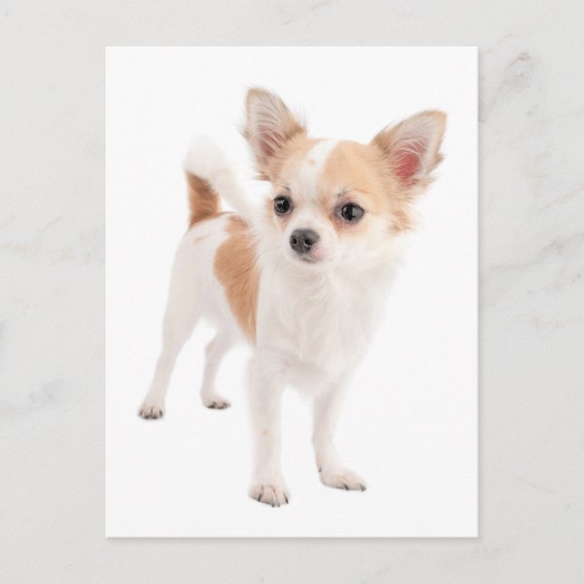 Long Hair Chihuahua Puppy Dog Post Card (Front)