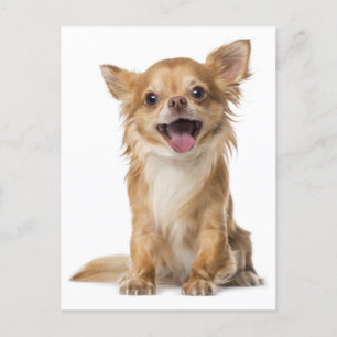 Long Hair Chihuahua Puppy Dog Post Card