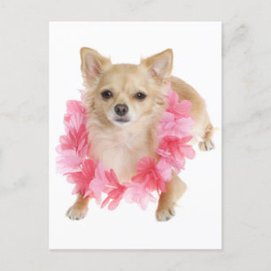 Long Hair Chihuahua Puppy Dog Post Card