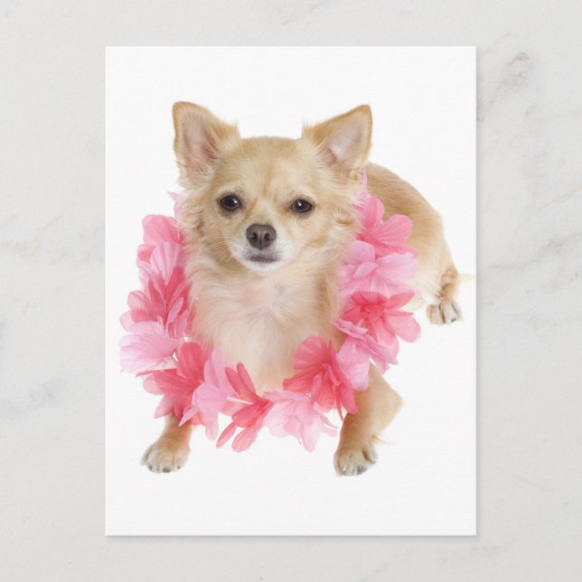 Long Hair Chihuahua Puppy Dog Post Card (Front)