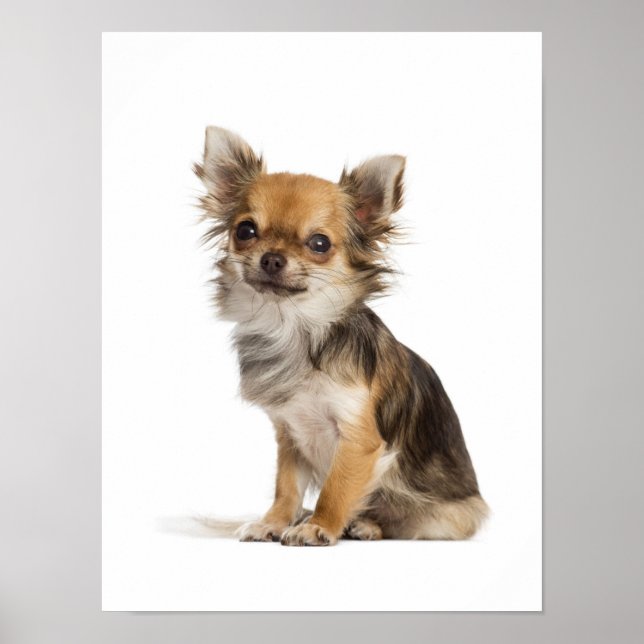 Long hair chihuahua puppy poster (Front)