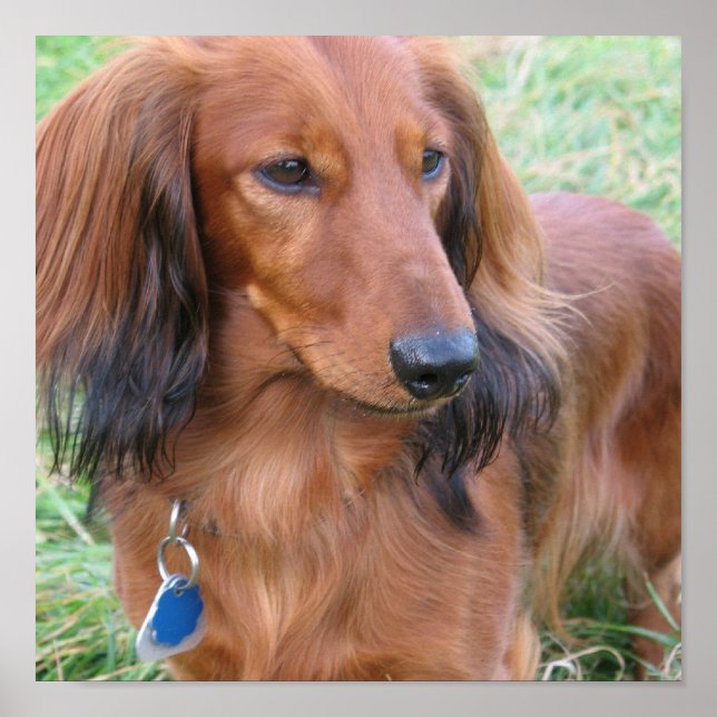 Long Hair Dachshund Print (Front)