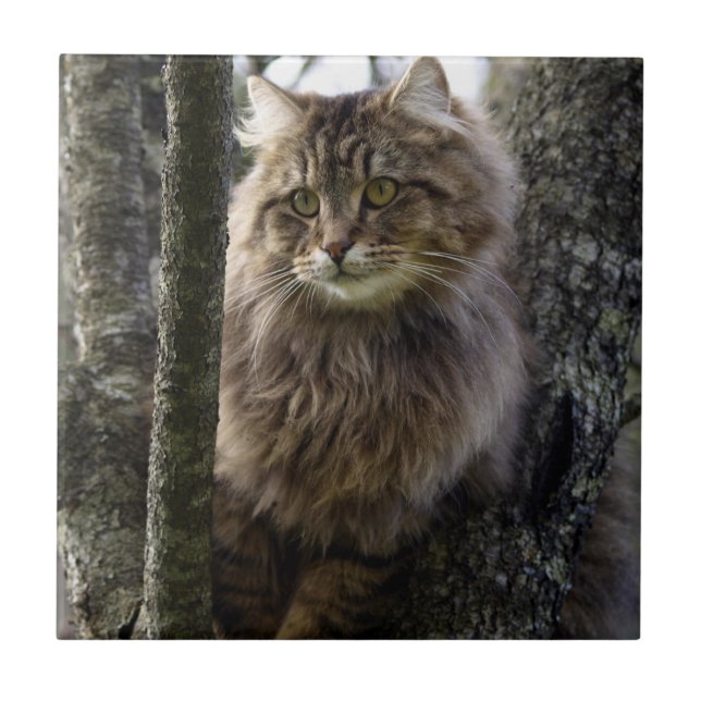 Long-hair Tabby Cat Animal Pet Tile (Front)