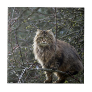 Long-hair Tabby Cat Animal Pet Tile