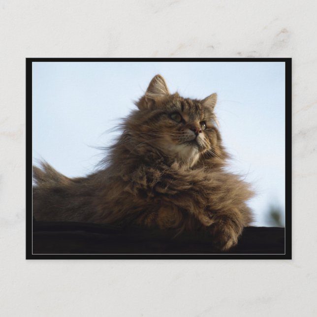 Long-hair Tabby Cat  Animal Postcard (Front)