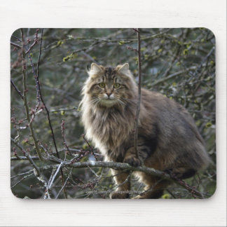 Long-hair Tabby Cat Mousepad
