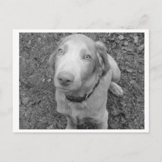 Long hair Weimaraner Postcard