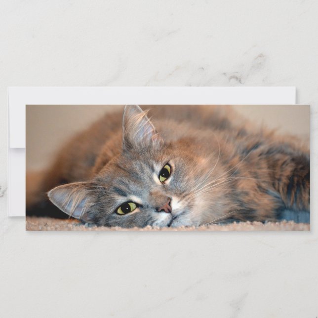 Long Haired Blue Russian Cat by Shirley Taylor (Front)