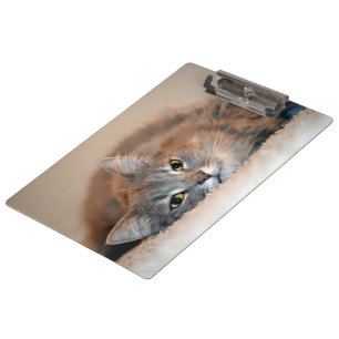 Long Haired Blue Russian Cat by Shirley Taylor Clipboard
