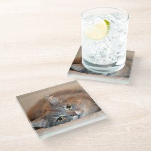 Long Haired Blue Russian Cat by Shirley Taylor Glass Coaster