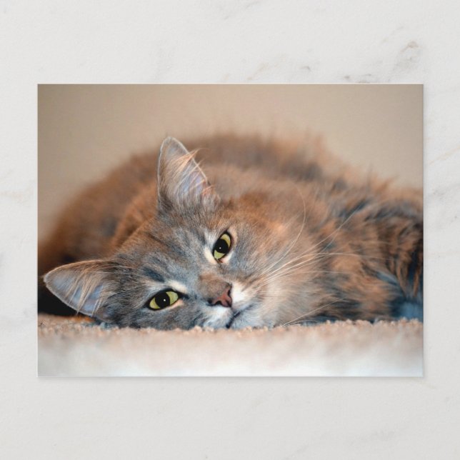 Long Haired Blue Russian Cat by Shirley Taylor Postcard (Front)