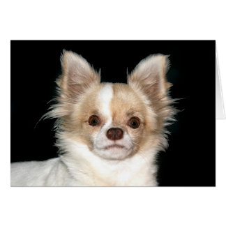 Long haired Chihuahua