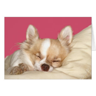 Long haired Chihuahua