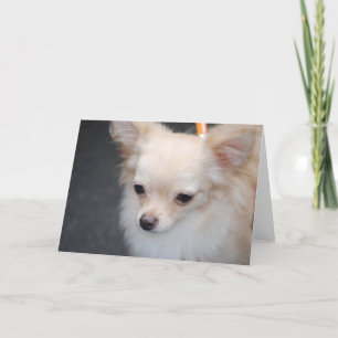 Long Haired Chihuahua Greeting Cards